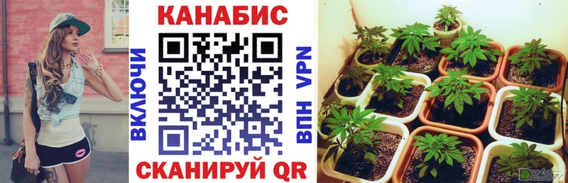 хочу наркоту  darknet наркотические препараты  Бошки марихуана тримм  Евпатория 